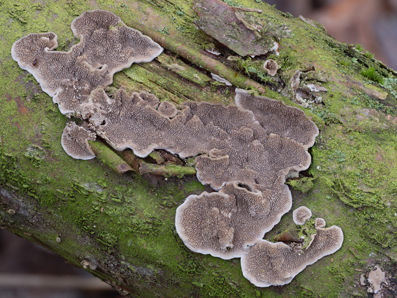 Cerrena unicolor